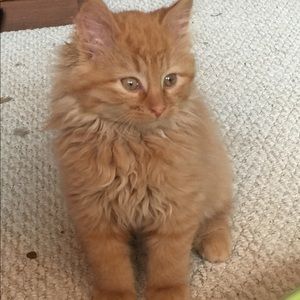 Meet your Posher, Liam